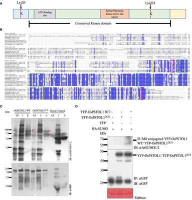 SUMOylation of OsPSTOL1 is essential for regulating phosphate starvation responses in rice and Arabidopsis